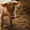 APIA va publica în această săptămână Ghidul solicitantului pentru ajutoarele destinate crescătorilor de porci și bovine / Cererile pot fi depuse din 1 septembrie
