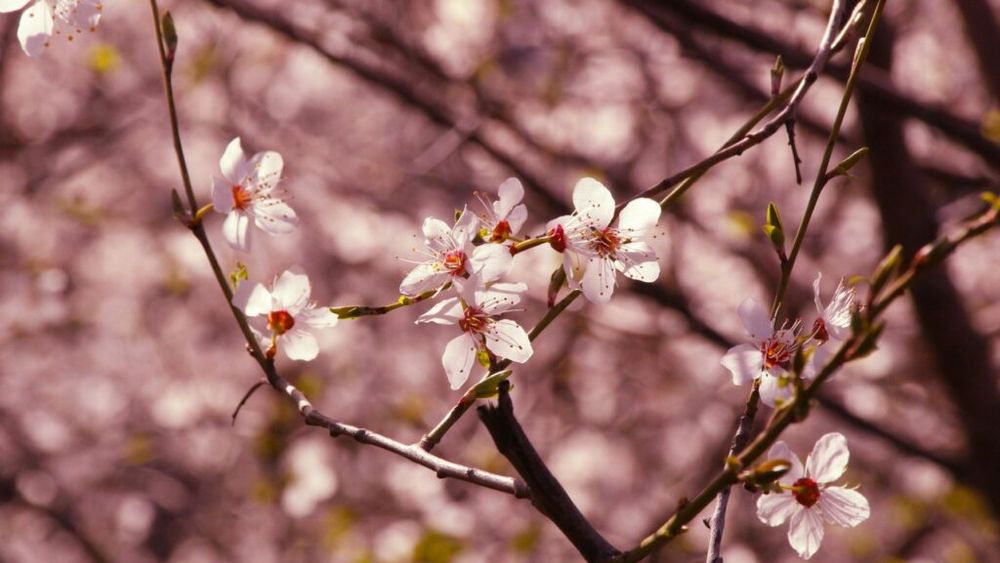 Soluții originale anti-îngheț | Pentru a-și proteja livada, câțiva agricultori români au recurs la o metodă inedită