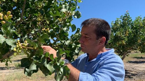 Cum a ajuns un fermier care cultiva sfeclă „Regele fisticului”: „În loc să investești în acțiuni ale unei mari companii energetice, investești într-o plantație”