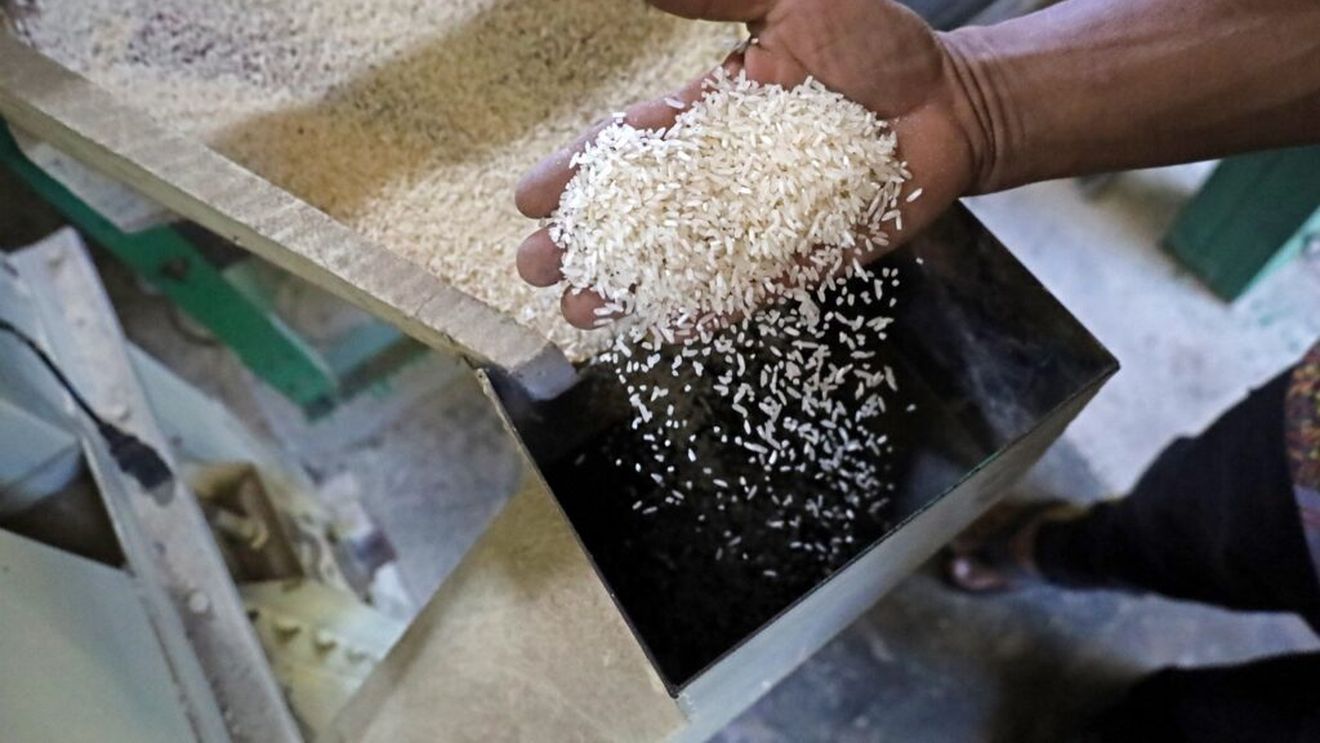 Prețul orezului se prăbușește la cel mai scăzut nivel din ultimul deceniu / Supraproducția din Asia și sfârșitul restricțiilor indiene duc la o scădere de 35% pe piețele mondiale