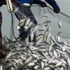În Delta Dunării, actele pentru pescuitul comercial au fost prelungite până la sfârșitul lunii iunie