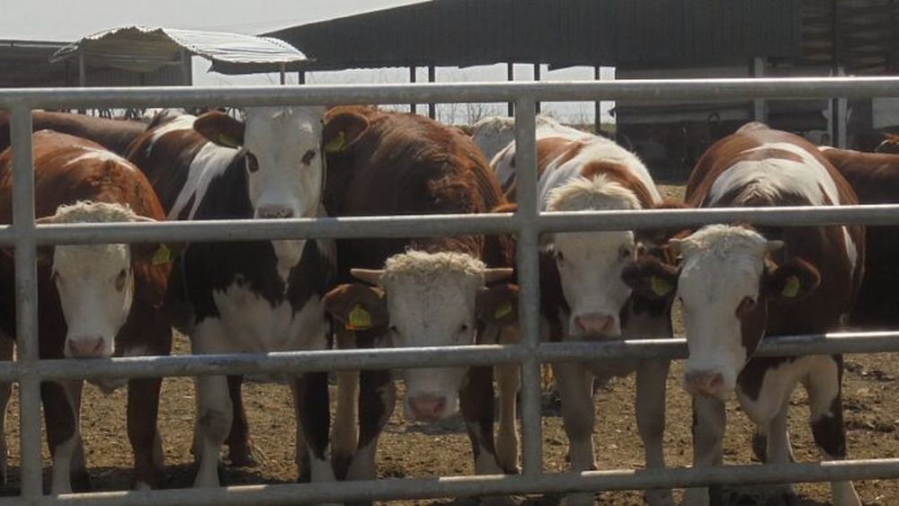 Bulgaria, Grecia şi România colaborează pentru a stopa răspândirea bolilor contagioase ale animalelor