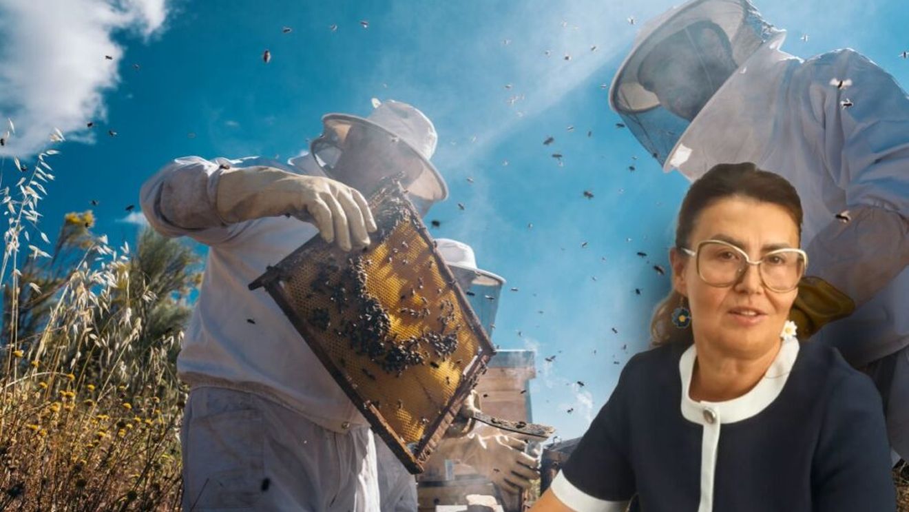 VIDEO | Ruta Mierii din Banat/ Silvia Păturică (profesor la Universitatea de Științele Vieții din Timișoara): „Turistul privește viața albinelor și cum muncesc și, în același timp, printr-o mască de unică folosință, va inhala aerul din stup, mirosul mierii”