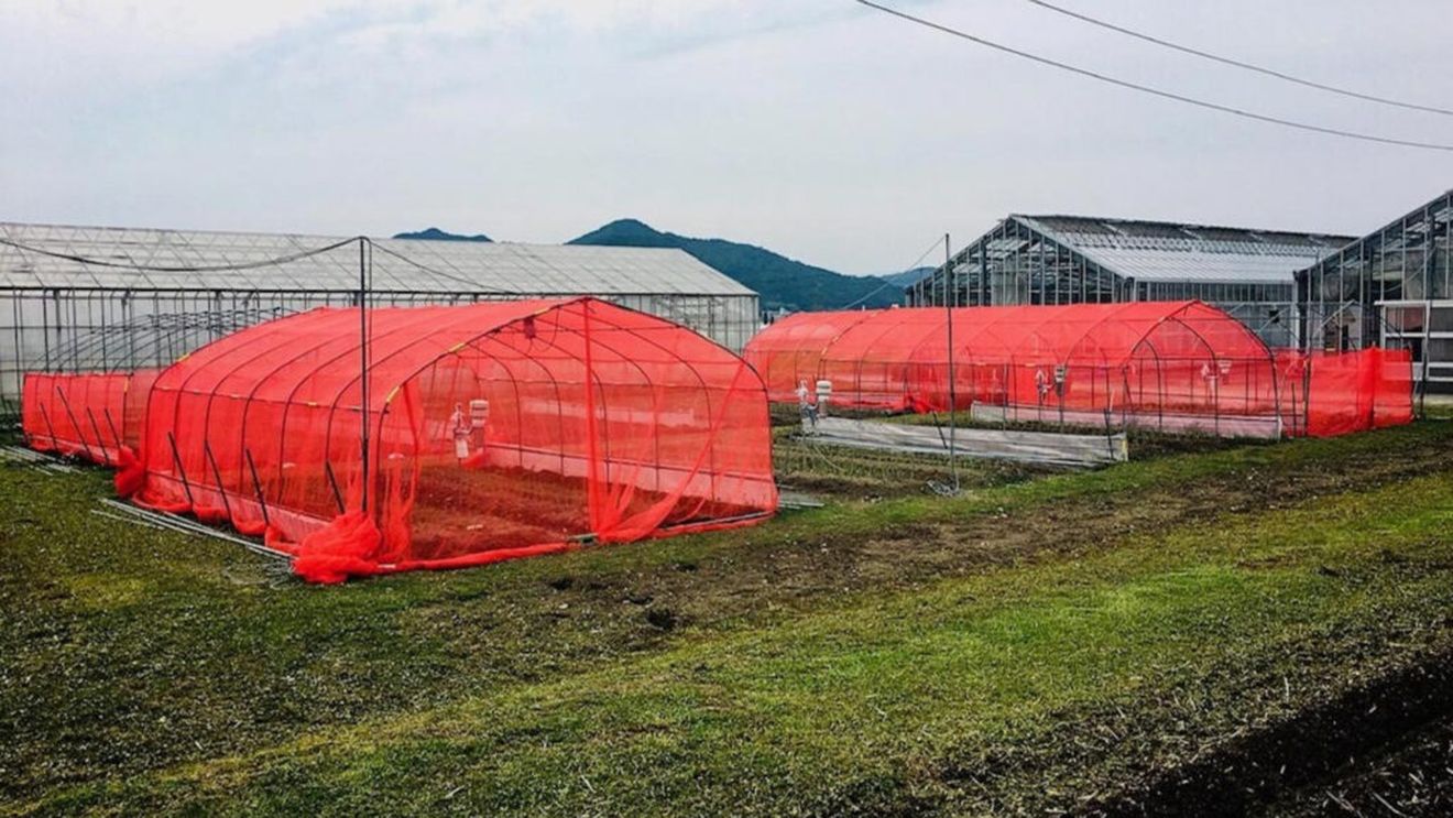 STUDIU: Folosirea de plase roșii în ferme reduce consumul de insecticide cu până la 50%