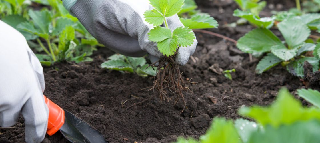 Cele mai ieftine legume pe care le poți cultiva acasă / Unele pot produce recolte surprinzător de mari chiar și în spații mici