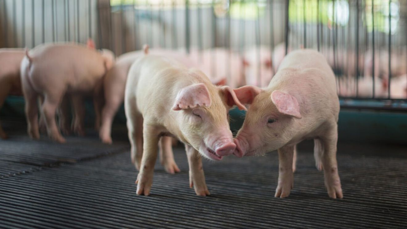 SURSE: Nepotul secretarului general PSD Paul Stănescu, pus sub acuzare de Parchetul European într-un dosar legat de subvenții pentru ferme de purcei