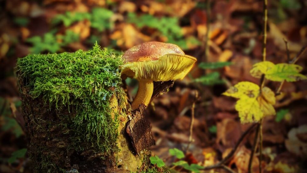 Doi copii şi părinţii lor au ajuns la spitalul din Botoşani, după ce au consumat ciuperci culese din pădure