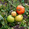 Cum crești roșii gustoase acasă. Ghid complet pentru plantare, îngrijire și recoltare