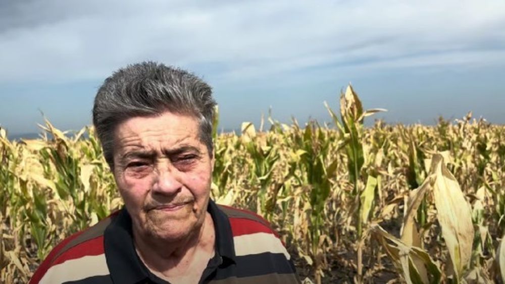 Agricultură în Vrancea, un nou pol al secetei: „Abia am cules trei saci de porumb / Din cauza arșiței, nu s-a produs fecundarea”, Tudora Vișan, președinte asociație agricolă, jud. Vrancea