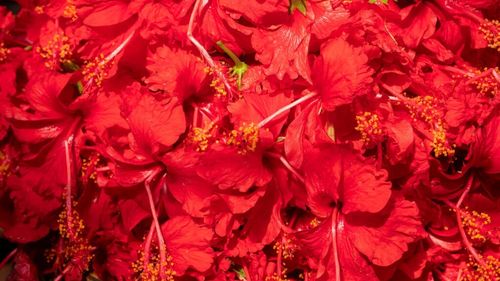 Ceaiul de hibiscus, o călătorie în timp până la originile plantei din Egiptul antic/Supranumit „ceaiul faraonilor”, este tradițional pentru egipteni și este oferit la întâmpinarea musafirilor