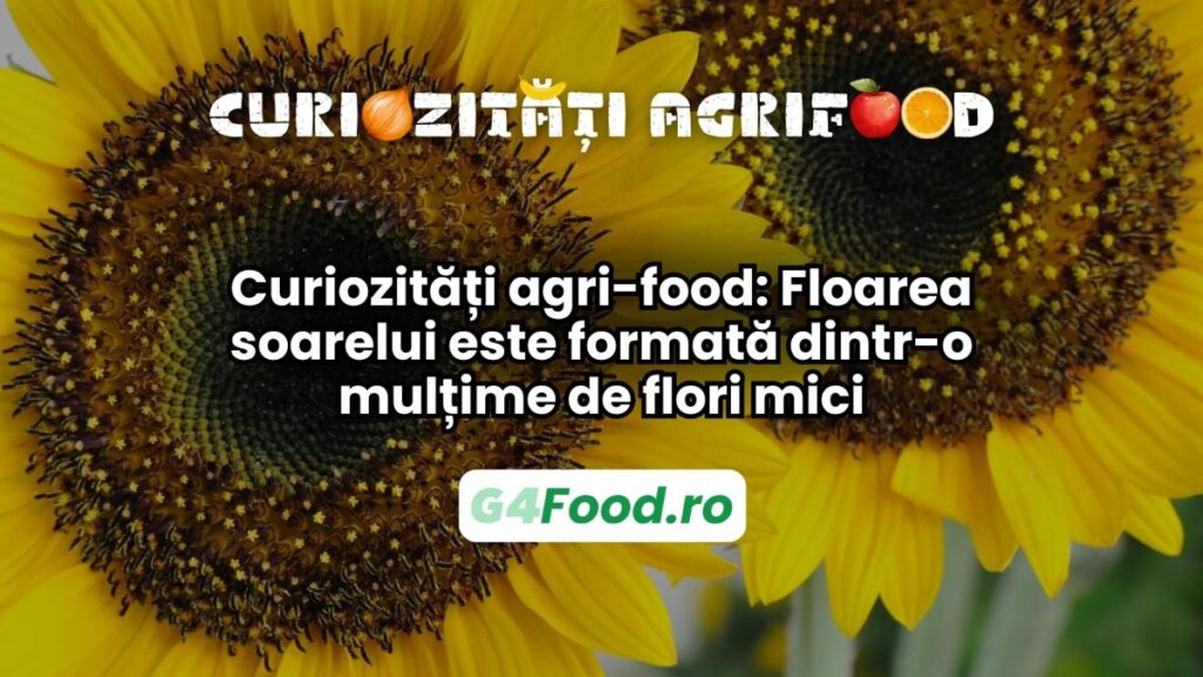 Curiozități agri-food 21 februarie: Floarea soarelui nu este o singură floare, ci este formată dintr-o mulțime de flori mai mici