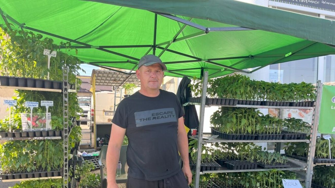 VIDEO | Sezonul plantărilor a umplut piața de răsaduri / Daniel Achim, paramedic și agricultor în timpul liber: „Costurile s-au cam dublat, dar prețul nu l-am putut crește decât cu 50 de bani”