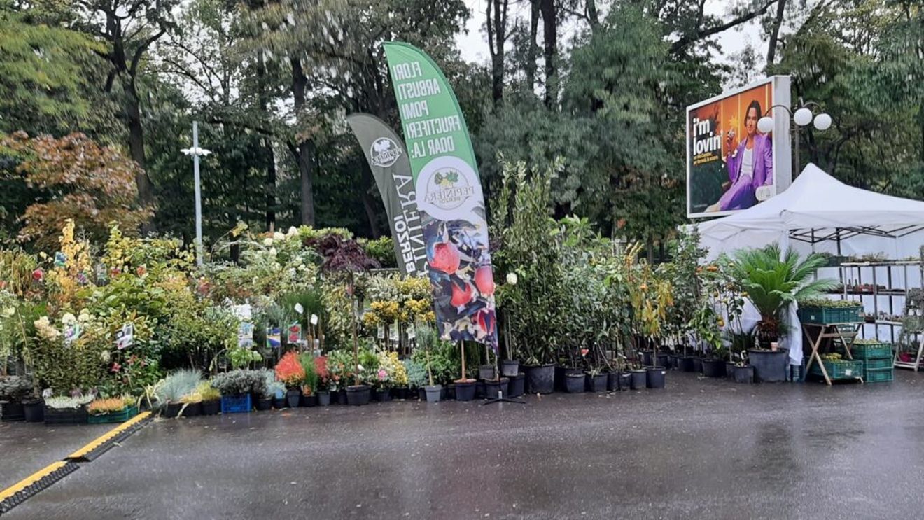 Toamna Horticolă Bucureșteană a debutat cu ploaie. Vremea rea a îndepărtat astăzi iubitorii de flori, dar târgul va continua până duminică, 5 octombrie