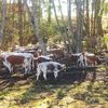 Furturile de vite iau amploare în Germania: 69 de viței au dispărut într-o singură noapte dintr-o fermă / Prejudiciile ajung la zeci de mii de euro