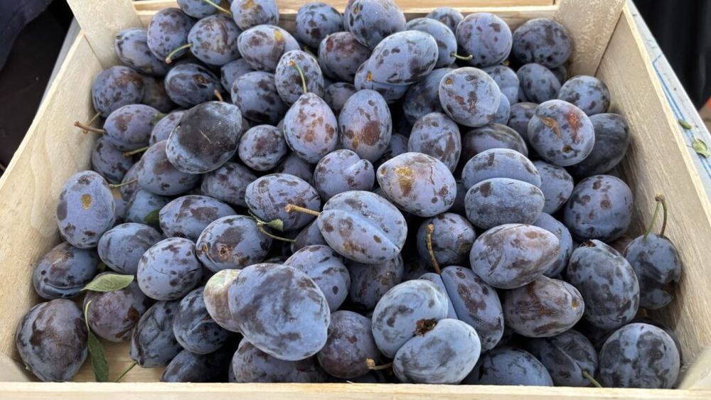 Prune din Vaslui, livrate pe piața slovacă: ”Am trimis deja 100 de tone, urmează să mai expediez încă 100 de tone” - Petru Pascal, furnizor fructe