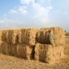 Fermierii germani cer ajutorul guvernului după o recoltă de cereale „dezamăgitoare”. Producția este estimată să scadă cu 7%