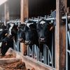 Ce mănâncă vacile schimbă compoziția laptelui. Un nou studiu arată de ce unele tipuri conțin mai mulți acizi grași benefici