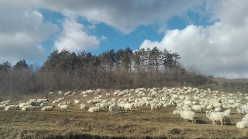 Un crescător de ovine din Bulgaria, suspectat de fraudă cu subvenții agricole / Parchetul European a blocat fonduri de aproape 70 de mii de euro pe care urma să le primească