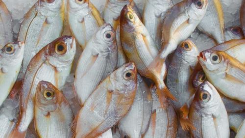 Raport FAO: Numărul peștilor din mări și oceane riscă o scădere dramatică dacă emisiile de CO2 nu se vor reduce