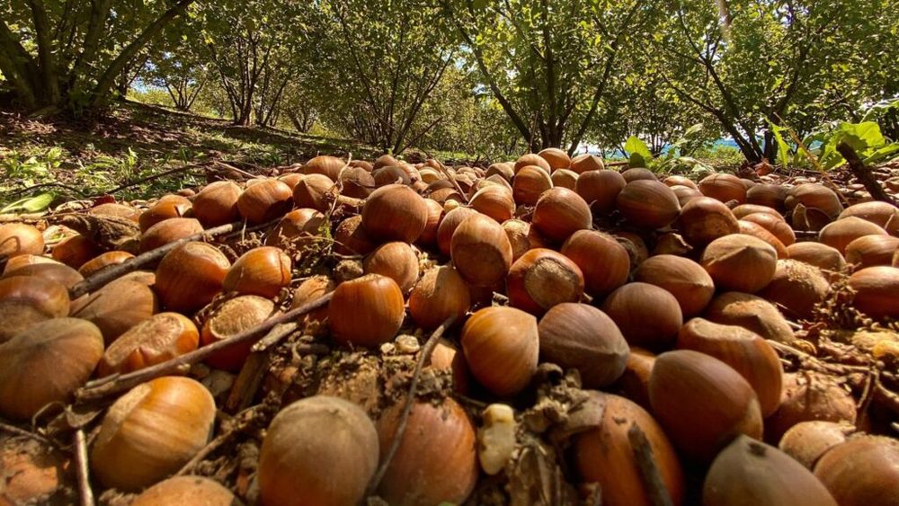 Alunele din Piemont, Italia, afectate de schimbările climatice, de animale sălbatice, de boli și dăunători/Fermierii cer instituirea stării de urgență
