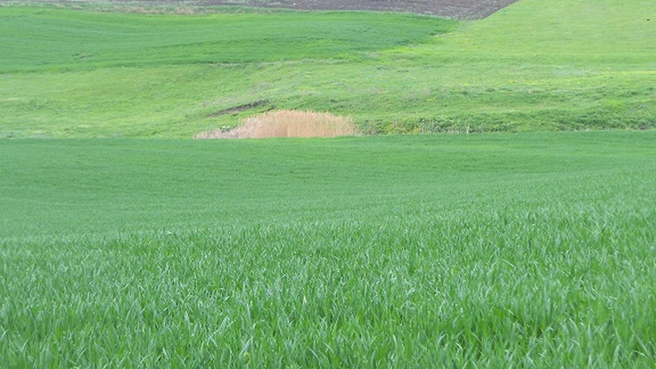 Subvenții agricole, ajutoare pentru fermierii păgubiți de Covid-19: sute de mii de agricultori au deja banii în conturi ( avansul de 70% ) sau se pregătesc să-i încaseze