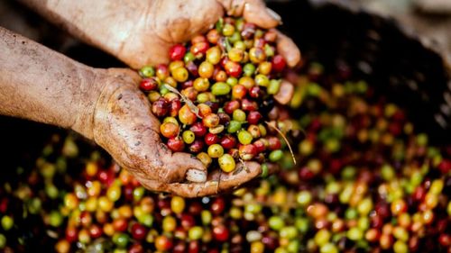 Soiul Arabica, principala sursă de cafea la nivel mondial, foarte vulnerabil la boli și dăunători / Soluții pentru a evita dispariția acestei specii