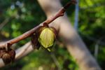 Fructul care seamănă cu mango, dar are gust de banană și vanilie / Asimina este originară din America de Nord și se găsește rar în Europa