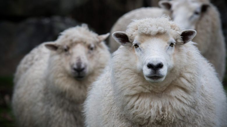 „Calitatea lânii Merinos a crescut semnificativ”. 1.700 de oi au ajuns să pască printre panouri solare. Ideea fermierului a rezolvat și o altă problemă