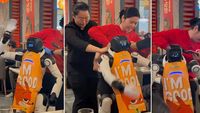 VIDEO | Robot scăpat de sub control într-un restaurant din California, tras afară de angajați după ce a distrus farfurii și tacâmuri