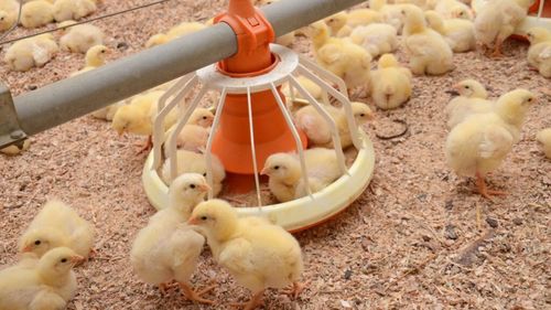 APIA eliberează adeverinţe pentru credite fermierilor beneficiari ai programului „Bunăstarea animalelor", crescători de porci și pui