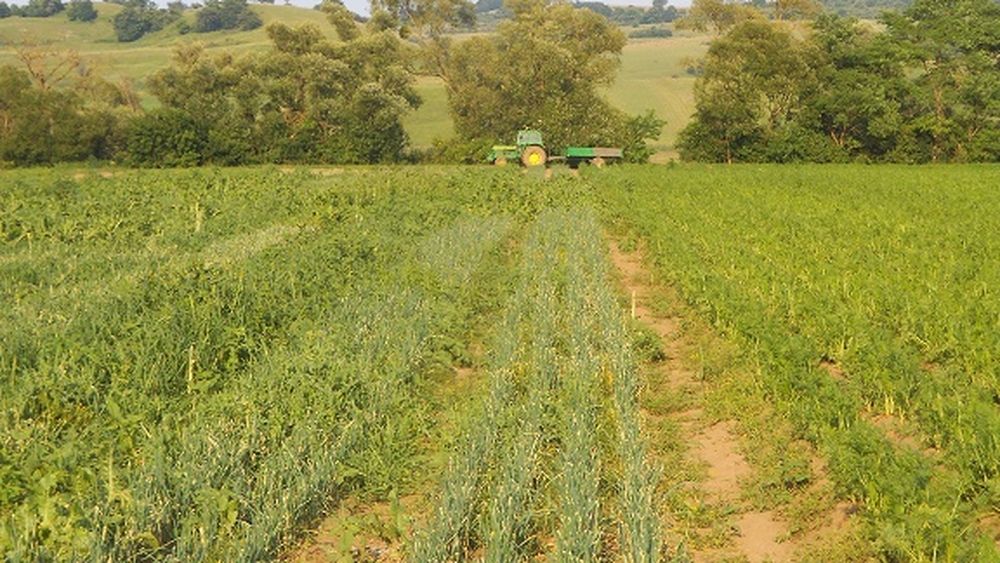 Adrian Pintea, director general APIA: ”plățile pentru Măsura 21 vor fi făcute până la sfârșitul lunii decembrie”