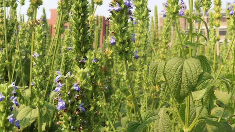 Cultura care rezistă la secetă și ajută albinele / Chia începe să câștige teren și în agricultura europeană / Ce trebuie să știe fermierii despre cultivarea acestei plante
