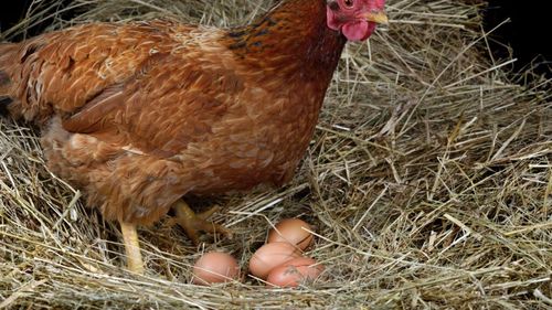 Criza ouălor din SUA a stârnit imaginația unora / Închiriază găini pentru șase luni, cu scopul de a asigura ouă proaspete acasă