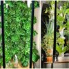 VIDEO | Sistemul de cultivare verticală în interior pe care să-l pui în bucătărie. Poate include 30 de tipuri de plante în același timp