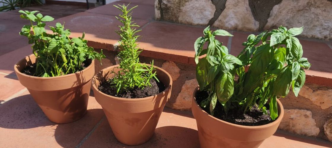 VIDEO | O mică grădină acasă? Iată cum să cultivi în bucătărie sau pe balcon propriile plante aromatice