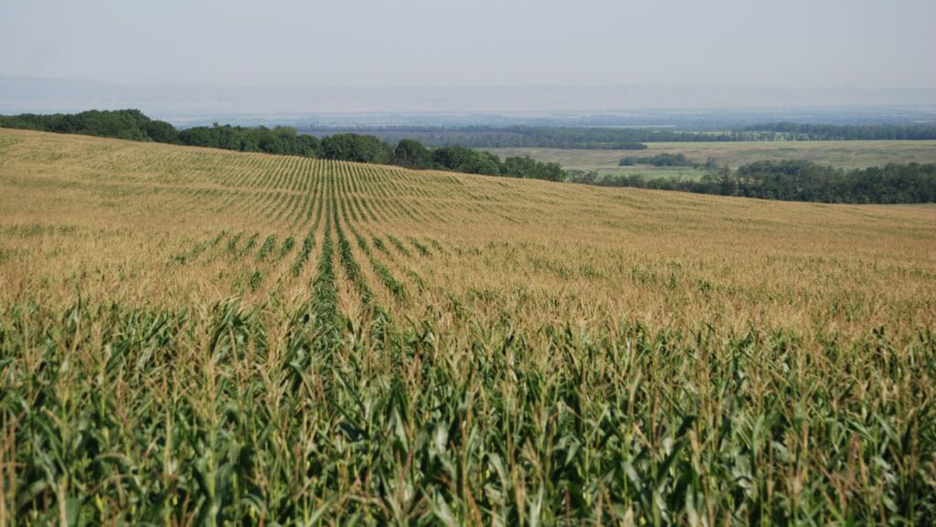Cum a fost recolta de porumb și floarea-soarelui în Maramureș. Ce spun fermierii despre producția din acest an