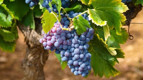 Viticultorii din Timiş au început culesul strugurilor mai devreme. Boabe mai mici, din cauza caniculei prelungite / Cum va fi vinul obținut din acestea?