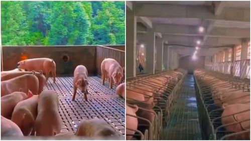 Nu doar ferme vegetale verticale: În China a apărut o fermă verticală high-tech de porci cu 26 de etaje / Aceasta produce 1,2 milioane de suine pe an