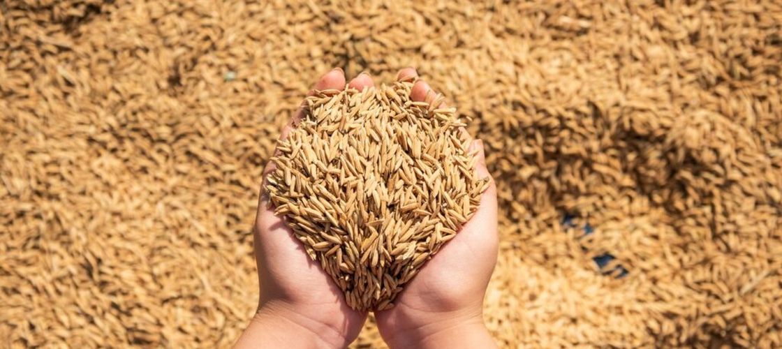 Restricțiile impuse de UE împing grâul ucrainean spre piețe mai dificile și mai competitive / Exportatorii se reorientează către Africa de Nord și Orientul Mijlociu, în timp ce accesul la piața europeană rămâne limitat