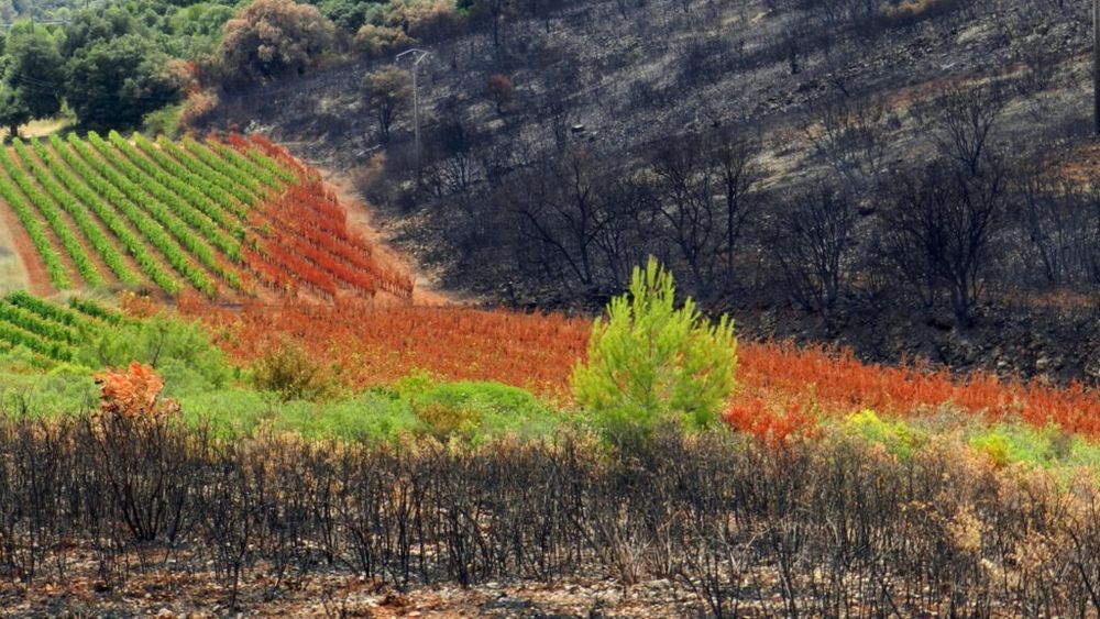 Guvernul francez alocă 8 milioane de euro pentru podgoriile din Aude devastate de incendii / Măsuri fiscale și sprijin rapid pentru viticultori