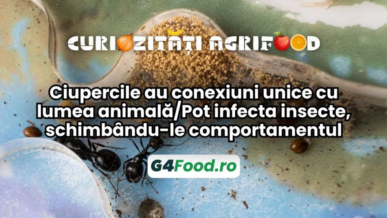 Curiozități agri-food 10 decembrie: ciupercile au conexiuni unice cu lumea animală/Pot infecta insecte, schimbându-le comportamentul