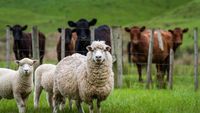 Alertă sanitară în Mureș: Aproape 700 de oi au fost sacrificate din cauza variolei ovine
