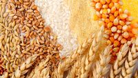 Ucraina acuză Egiptul de achiziție de la ruși a cerealelor furate din teritoriile ocupate