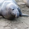 Oameni de știință, evacuați de pe Insula Macquarie de teama impactului psihologic provocat de gripa aviară. Nu asupra oamenilor, ci a elefanților de mare de pe insulă