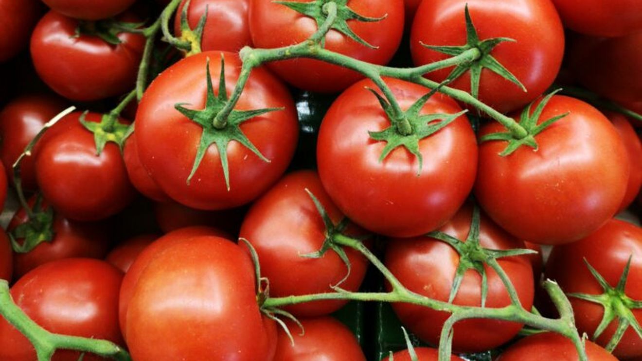 Secretul roșiilor gustoase și zemoase. „Regula de aur” pe care o recomandă cultivatorii italieni