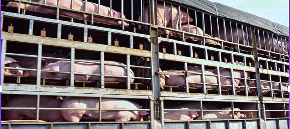 Primul focar de pestă porcină africană la porcii domestici din Ungaria. 3.000 de animale vor fi sacrificate