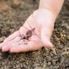 Cercetătorii germanai au testat o metodă prin care imită galeriile create natural de râme, folosind pori artificiali în sol: Randamentele au crescut cu până la 15% în condiții de secetă