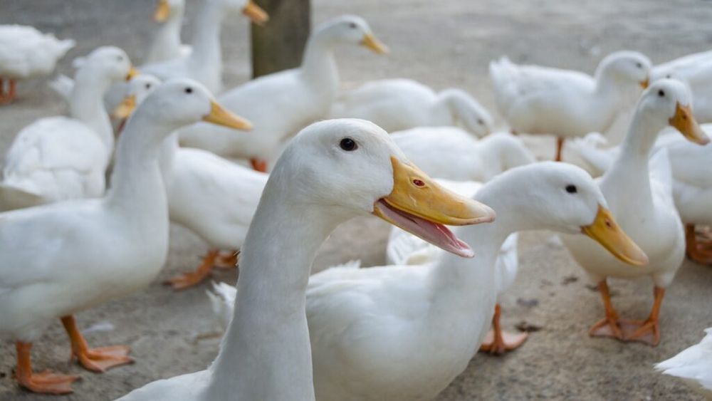 10 motive pentru care rațele nu ar trebui să lipsească din ferma/gospodăria ta / Sunt low-cost, te destresează și elimină dăunătorii