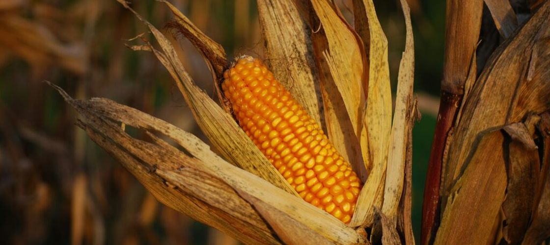 Franța vine în ajutorul fermierilor afectați de secetă cu peste un miliard de euro. Pierderile agricole ar putea depăși 10 miliarde