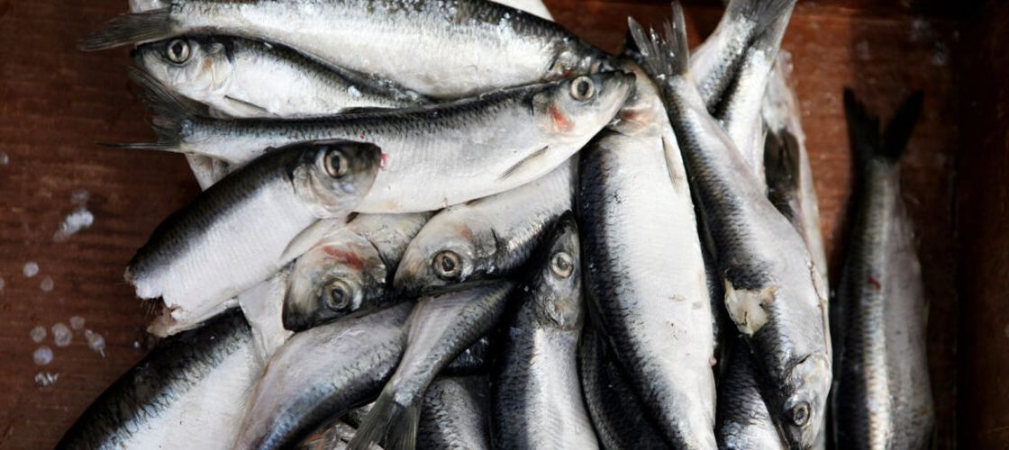 Cum au ajuns europenii să consume produse obținute din „fluxurile secundare” ale procesării peștelui și fructelor de mare/ Până acum, erau considerate deșeuri